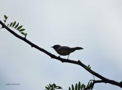 Myioborus brunniceps