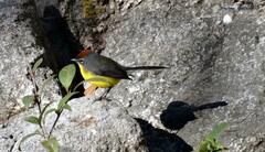 Myioborus brunniceps