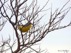 Myioborus brunniceps