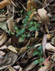 Bothriospermum zeylanicum