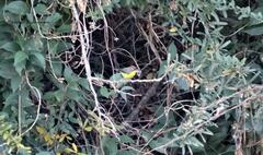 Myioborus brunniceps