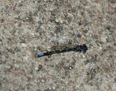 Argia
