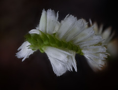 Spiranthes odorata