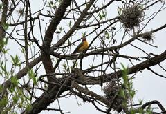 Myioborus brunniceps