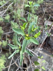 Euphorbia transvaalensis