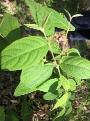 Callicarpa pedunculata