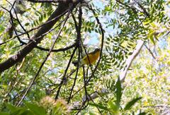 Myioborus brunniceps