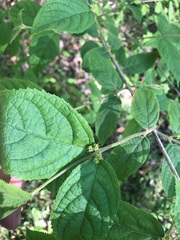 Callicarpa pedunculata