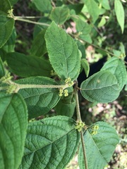 Callicarpa pedunculata