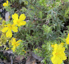 Hibbertia crinita