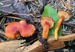 Hygrocybe constans