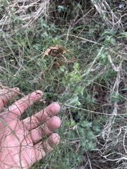 Asparagus divaricatus