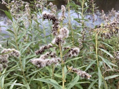 Solidago lepida salebrosa