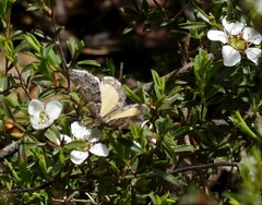 Dichromodes ainaria