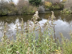 Solidago lepida salebrosa