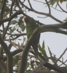 Glossopsitta concinna