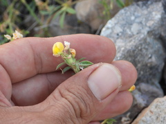 Stylosanthes viscosa