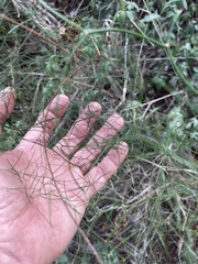 Asparagus divaricatus