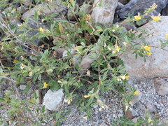 Stylosanthes viscosa