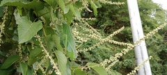 Steirodon dentatum