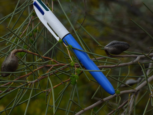 Image of Hakea leucoptera by no rights reserved