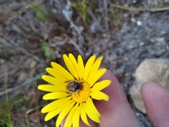 Ursinia paleacea
