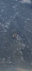 Littorina subrotundata