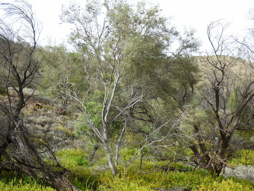 Image of Hakea leucoptera by no rights reserved