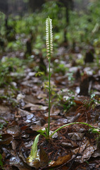 Spiranthes odorata