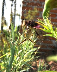 Argiope trifasciata