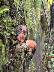 Pyrrhulomyces astragalinus