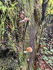 Pyrrhulomyces astragalinus