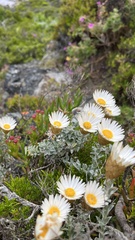 Helichrysum retortum