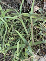 Aloe spicata