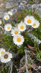 Helichrysum retortum