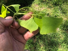 Erythrina vespertilio