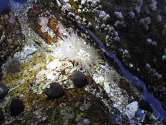 Aulactinia stella