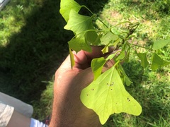 Erythrina vespertilio