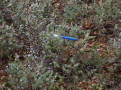 Dissocarpus paradoxus