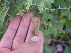 Mimosa tricephala