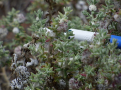 Dissocarpus paradoxus