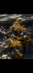 Lessoniaceae