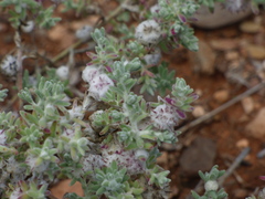 Dissocarpus paradoxus