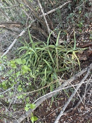 Aloe spicata