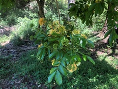 Pararchidendron pruinosum