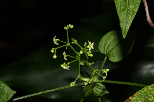 Rubia cordifolia subsp. conotricha image