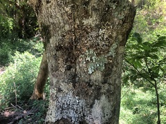 Pararchidendron pruinosum