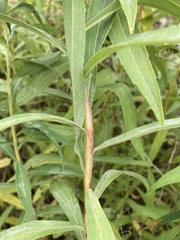 Solidago lepida salebrosa