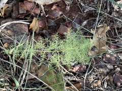 Asparagus minutiflorus