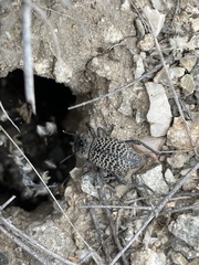 Cryptoglossa variolosa